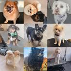 Salon de toilettage Cynthia's dog studio, Enlèvement