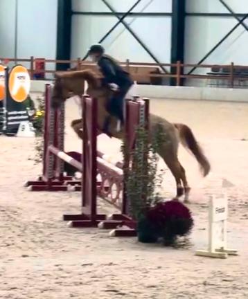 Brave D pony aantrekkelijke prijs beschikbaar voor biedingen