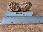 Trilobite (400 millions d'années), Collections, Minéraux & Fossiles, Fossile, Enlèvement ou Envoi