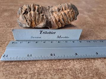 Trilobite (400 millions d'années)