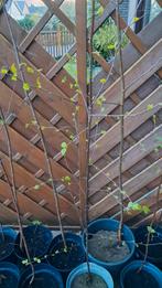 Jonge witte berken, Tuin en Terras, Planten | Fruitbomen, Ophalen, 100 tot 250 cm, In pot, Overige soorten