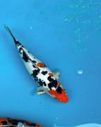 Japanse koi dootsu 35+, Dieren en Toebehoren, Karper of Koi