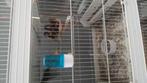 Canaris, Animaux & Accessoires, Oiseaux | Cages & Volières, Enlèvement, Comme neuf