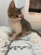 Kittens, Dieren en Toebehoren, Poes, 0 tot 2 jaar