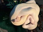 Ballpythons… Python Regius, Dieren en Toebehoren, Slang, 0 tot 2 jaar