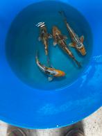 Japanse koi doitsu 20-25cm, Dieren en Toebehoren, Vissen | Vijvervissen, Karper of Koi