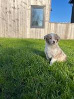 Prachtige border collie pups op zoek naar een gouden mandje, Dieren en Toebehoren, België, CDV (hondenziekte), 8 tot 15 weken