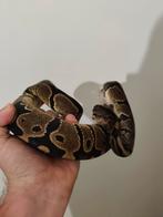 Koppel Konings Python black pastel het piebald, Dieren en Toebehoren