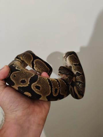 Koppel Konings Python black pastel het piebald, Animaux & Accessoires, Reptiles & Amphibiens