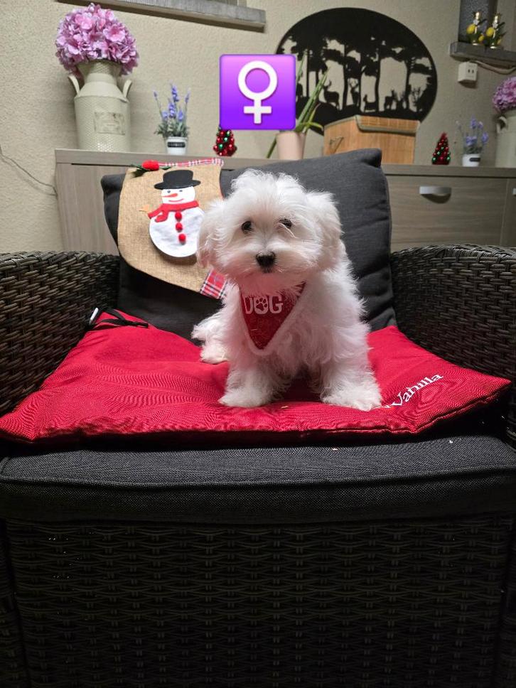 mooie havanezer pups, Dieren en Toebehoren, Honden | Chihuahua's en Gezelschapshonden, Meerdere dieren, Maltezer, Fokker | Professioneel