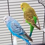 Couple perruche avec cage, Animaux & Accessoires, Oiseaux | Perruches & Perroquets, Perruche, Plusieurs animaux