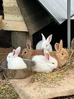 Raszuivere vlaamse reuzen, Dieren en Toebehoren, Konijnen