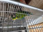 Handtamme Geelnek ara pop te ruil/koop, Dieren en Toebehoren, Vogels | Parkieten en Papegaaien