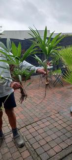 Des palmiers rustiques. Propre culture., Jardin & Terrasse, Enlèvement