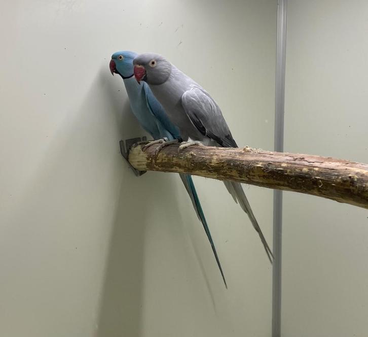 Opaline bont halsband parkiet 23, Dieren en Toebehoren, Vogels | Parkieten en Papegaaien, Parkiet, Vrouwelijk, Geringd
