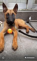 Mechelse herder pup, Dieren en Toebehoren, Honden | Herdershonden en Veedrijvers, België, Particulier, 8 tot 15 weken, Eén hond