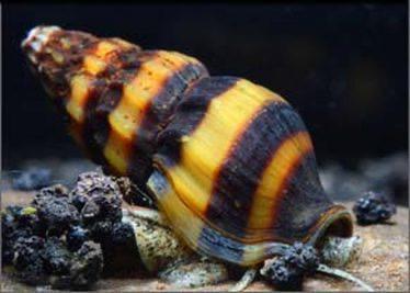 Helena slak (assasin snail), Dieren en Toebehoren, Vissen | Aquariumvissen