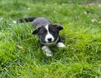 Welsh Corgi Cardigan puppy’s ,in huis grootgebracht, Dieren en Toebehoren, CDV (hondenziekte), Meerdere, 8 tot 15 weken, Meerdere dieren