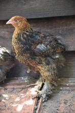 Mooie jonge Brahma Goudpatrijs haan, Dieren en Toebehoren, Pluimvee, Mannelijk, Kip