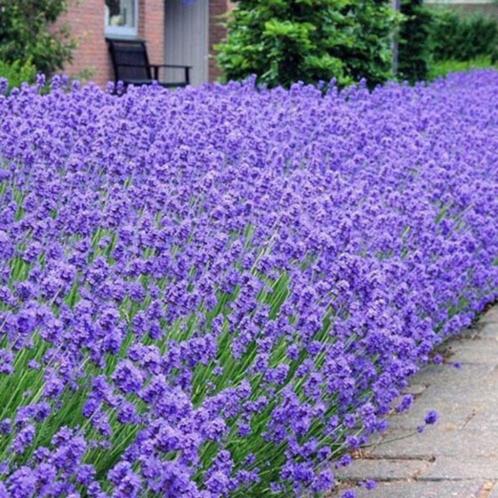 Lavendel, Tuin en Terras, Planten | Tuinplanten, Vaste plant, Ophalen of Verzenden