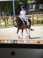 Top dressuur en spring pony’s, Dieren en Toebehoren