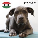 Amerikaanse Staffordshire Terriër (reuen) Blauwe pups, 15 weken tot 1 jaar, CDV (hondenziekte), Meerdere, Reu