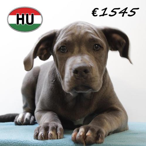 Amerikaanse Staffordshire Terriër (reuen) Blauwe pups, Dieren en Toebehoren, Honden | Jack Russells en Terriërs, Reu, American Staffordshire Terriër