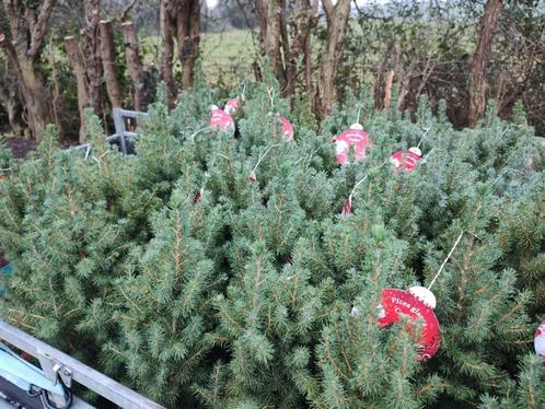 66 Sapin D'épicéa glauca conica, Jardin & Terrasse, Plantes | Arbres, Enlèvement