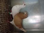 Meerdere koppels postduiven, Dieren en Toebehoren, Meerdere dieren, Postduif