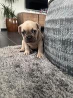 Blue Fawn teefje Franse Bulldog pups, Dieren en Toebehoren, België, Fokker | Hobbymatig, 8 tot 15 weken, Bulldog