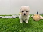 Nestje MINI Maltezer pups, België, Maltezer, CDV (hondenziekte), 8 tot 15 weken