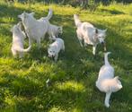 Zwitserse Herder Puppy’s met Stamboom, Dieren en Toebehoren, België, Fokker | Hobbymatig, 8 tot 15 weken, CDV (hondenziekte)