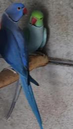 Halsbandparkiet  2 X Man van 2023, Dieren en Toebehoren, Geringd