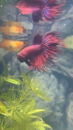 Betta vis, Dieren en Toebehoren, Vissen | Aquariumvissen, Vis