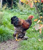 Brahma goudpatrijs haan, Dieren en Toebehoren, Pluimvee, Mannelijk, Kip