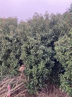 Solitair haagplanten, Ophalen, Tweejarig, Overige soorten, Volle zon