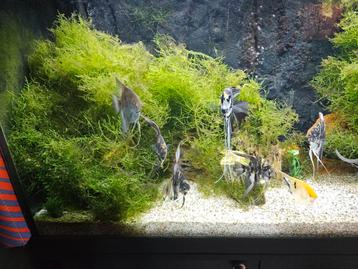 Maanvissen tekoop  beschikbaar voor biedingen