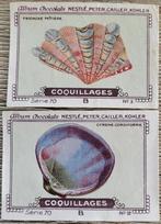 2 verzamelprentjes reeks Coquillages (Chocolat Nestlé), Collections, Nature, Utilisé, Enlèvement ou Envoi, Gravure