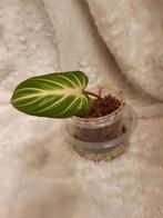 Philodendron Gloriosum dark form stekken, Huis en Inrichting, Kamerplanten, Ophalen, Overige soorten, Halfschaduw, Minder dan 100 cm