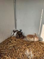 Jeunes lapins nains, Animaux & Accessoires, Femelle, Nain, 0 à 2 ans