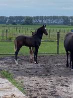 Knap hengstenveulen, Animaux & Accessoires, Chevaux, Cheval de dressage, 0 à 2 ans, Vermifugé, Ne s'applique pas