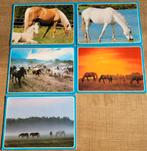 5 postkaarten: paarden, Verzamelen, Postkaarten | Dieren, Ophalen of Verzenden, 1980 tot heden, Ongelopen, Paard