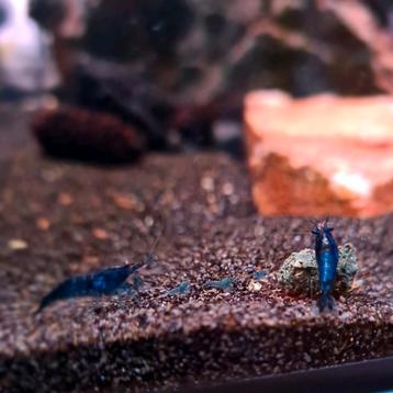 Te koop! "Bleu Dream" garnalen beschikbaar voor biedingen
