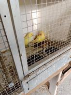 halsbanden, Animaux & Accessoires, Oiseaux | Perruches & Perroquets, Plusieurs animaux, Perruche