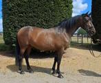 PRE merrie betuigd & Gereden 1.72 hoog Apto goedgekeurd, Dieren en Toebehoren, Merrie, 170 tot 175 cm, Gechipt, 7 tot 10 jaar