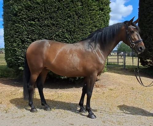 PRE merrie betuigd & Gereden 1.72 hoog Apto goedgekeurd, Dieren en Toebehoren, Paarden, Merrie, 170 tot 175 cm, 7 tot 10 jaar
