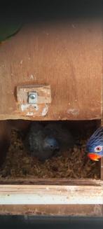 Lorybabys, Dieren en Toebehoren, Vogels | Parkieten en Papegaaien, Papegaai, Pratend