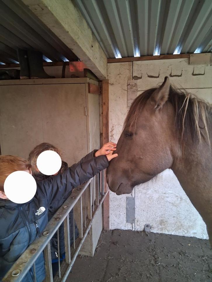 Hengst Konik pony, Dieren en Toebehoren, Pony's, Hengst, Onbeleerd, D pony (1.37m tot 1.48m), Recreatiepony, 0 tot 2 jaar, Gechipt