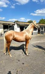 Jument Palomino, Dieren en Toebehoren, Paarden, Merrie, L, Ontwormd