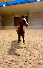 Arabische Ruin, Dieren en Toebehoren, Ruin
